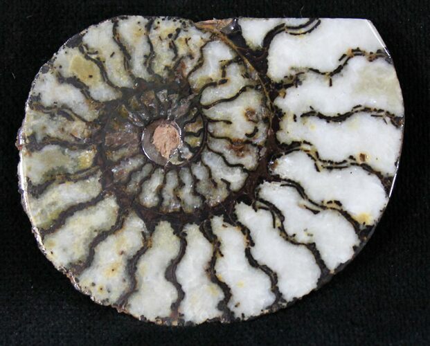 Iron Replaced Ammonite Fossil (Half) #23573